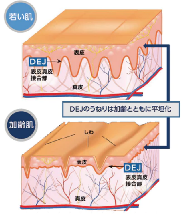 DEJのうねりは加齢とともに平坦化