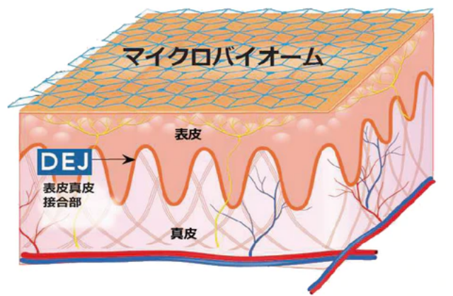 肌のマイクロバイオームをサポート